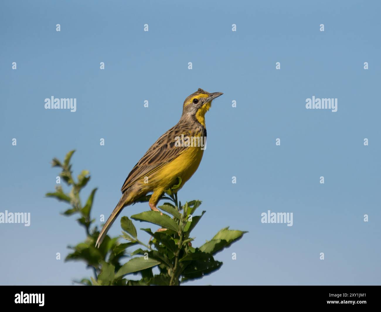 Gelbkehlkopf (Macronyx croecus) oben auf dem Busch, Queen Elizabeth National Park, Uganda Stockfoto