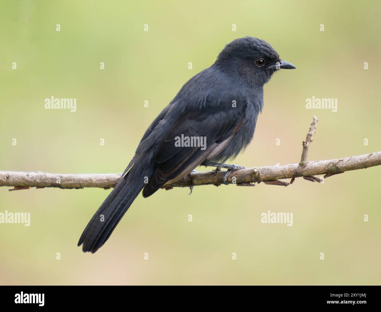 Der Northern Black Flycatcher (Melaenornis edolioides) liegt auf einem Zweig im Queen Elizabeth National Park, Uganda Stockfoto