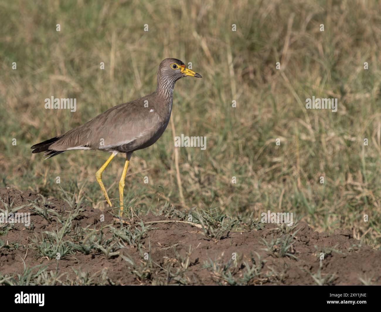 Porträt von Vanellus senegallus, Queen Elizabeth National Park, Uganda Stockfoto
