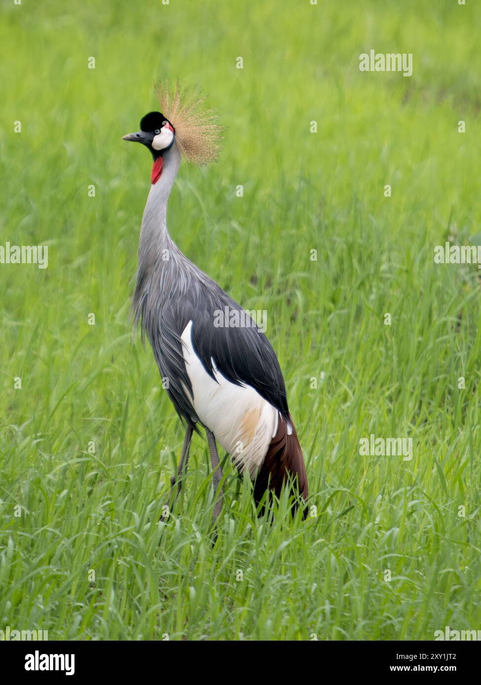 Crowned Crane (Balearica rugulorum) in Gräsern, in der Nähe des Queen Elizabeth National Park, Uganda Stockfoto