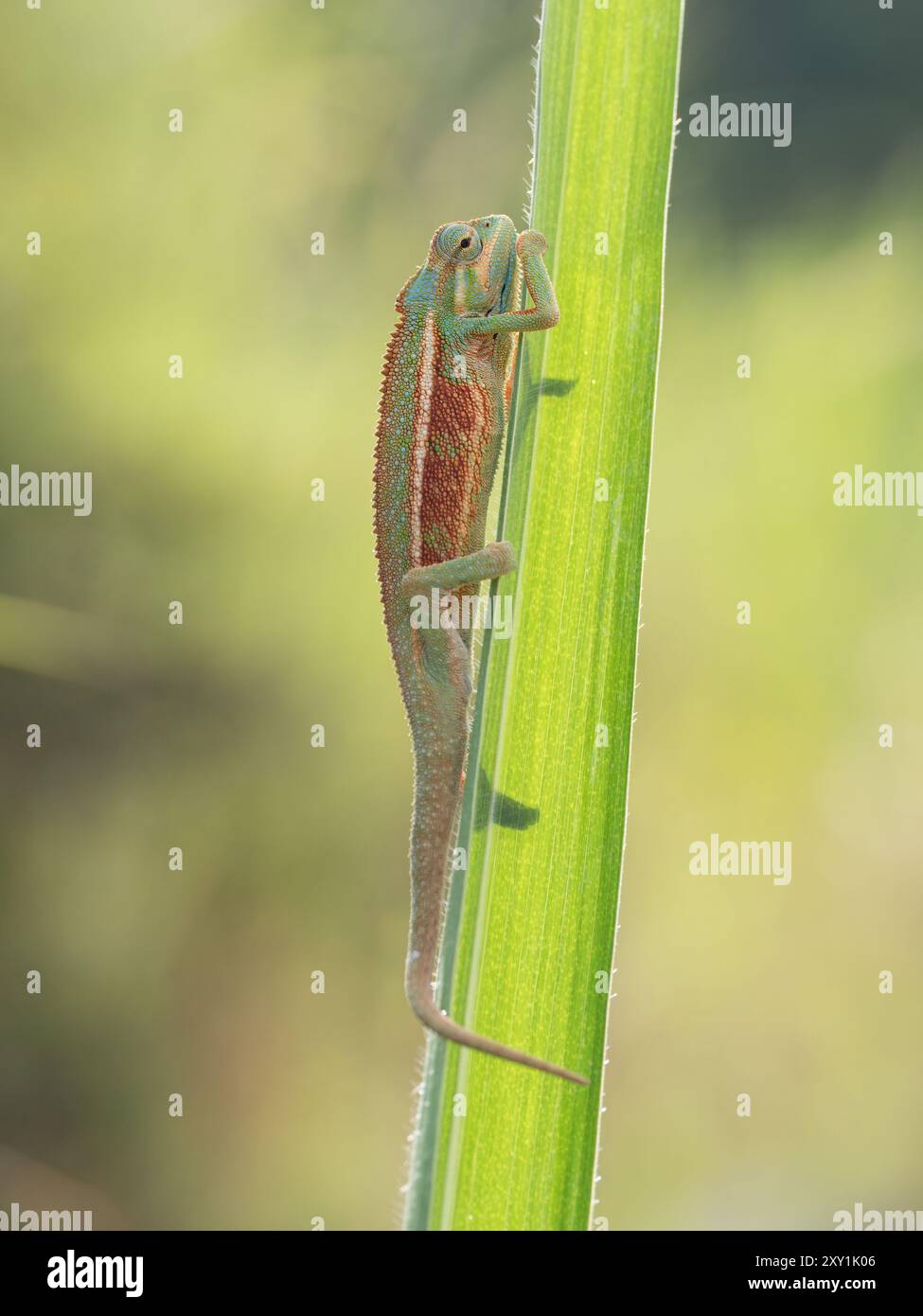 Ruwenzori seitlich gestreiftes Chamäleon (Trioceros rudis), das auf Ast in den Rwenzori Mountains, Uganda, ruht Stockfoto