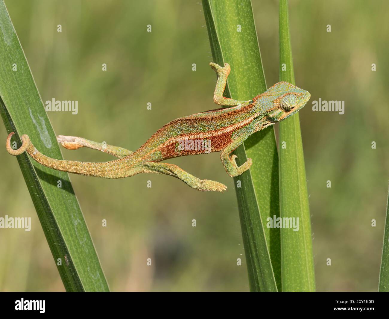 Ruwenzori-Chamäleon (Trioceros rudis), das auf Schilfgras klettert, Rwenzori Mountains, Uganda Stockfoto