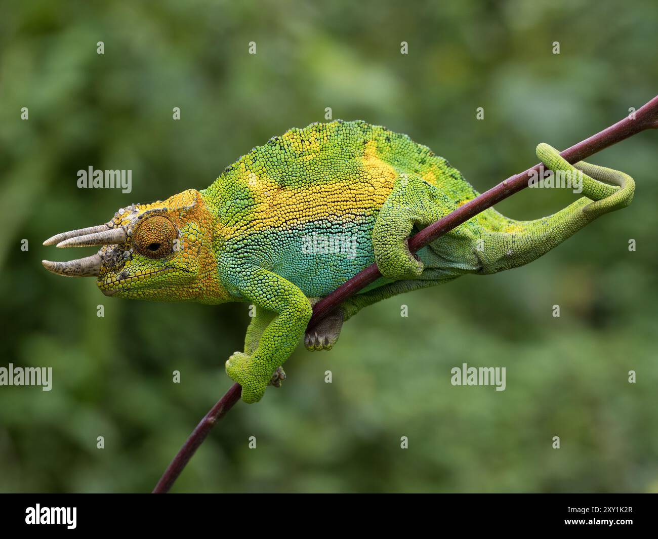 Johnstons Chameleon (Chamaeleo johnstoni) Rwenzori Mountains, Uganda Stockfoto