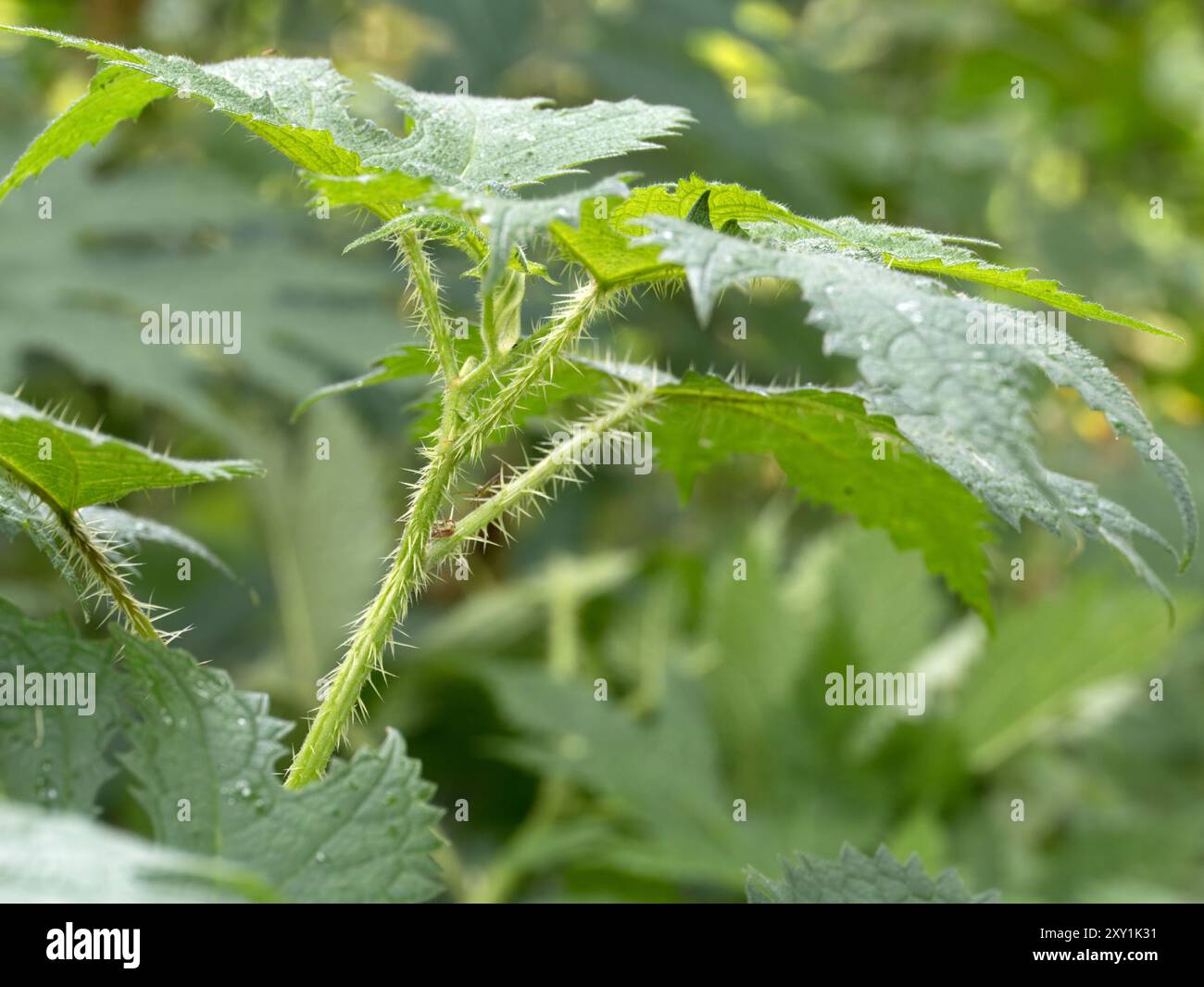 Nahaufnahme von Blättern und Stielen mit stechenden Haaren (Urtica dioica) Rwenzori Mountains, Uganda Stockfoto