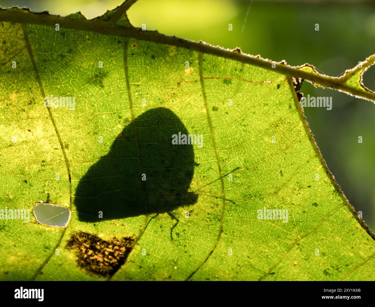 Silhouette eines Schmetterlings auf dem Blatt des Regenwaldes, Mityana Forest, Uganda Stockfoto