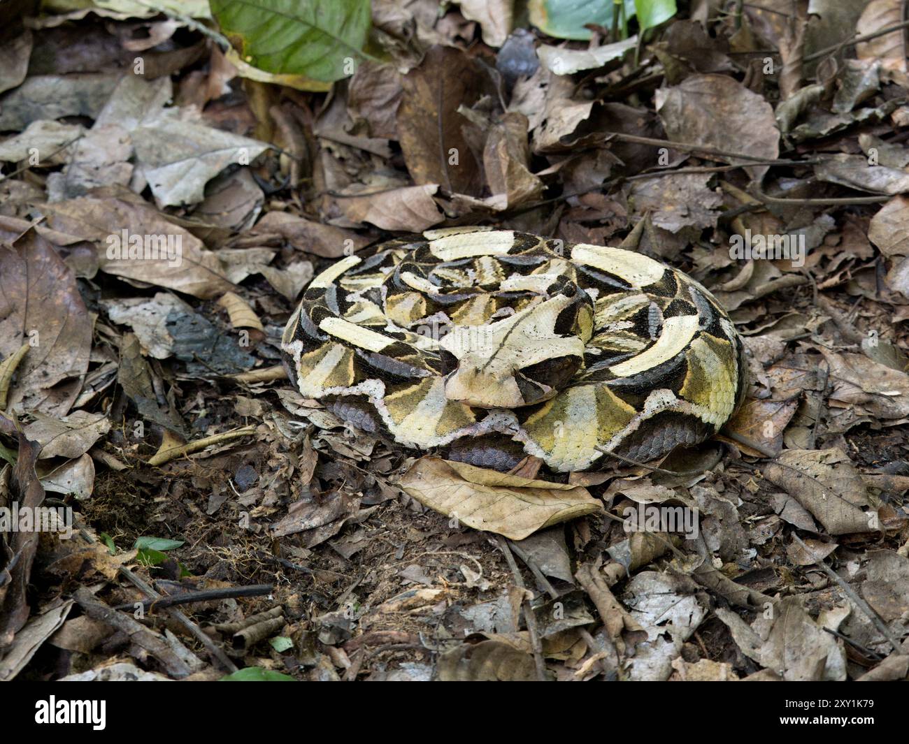 Gaboon Viper Snake (Bitis gabonica) getarnt auf Waldboden, Mityana Forest, Uganda Stockfoto