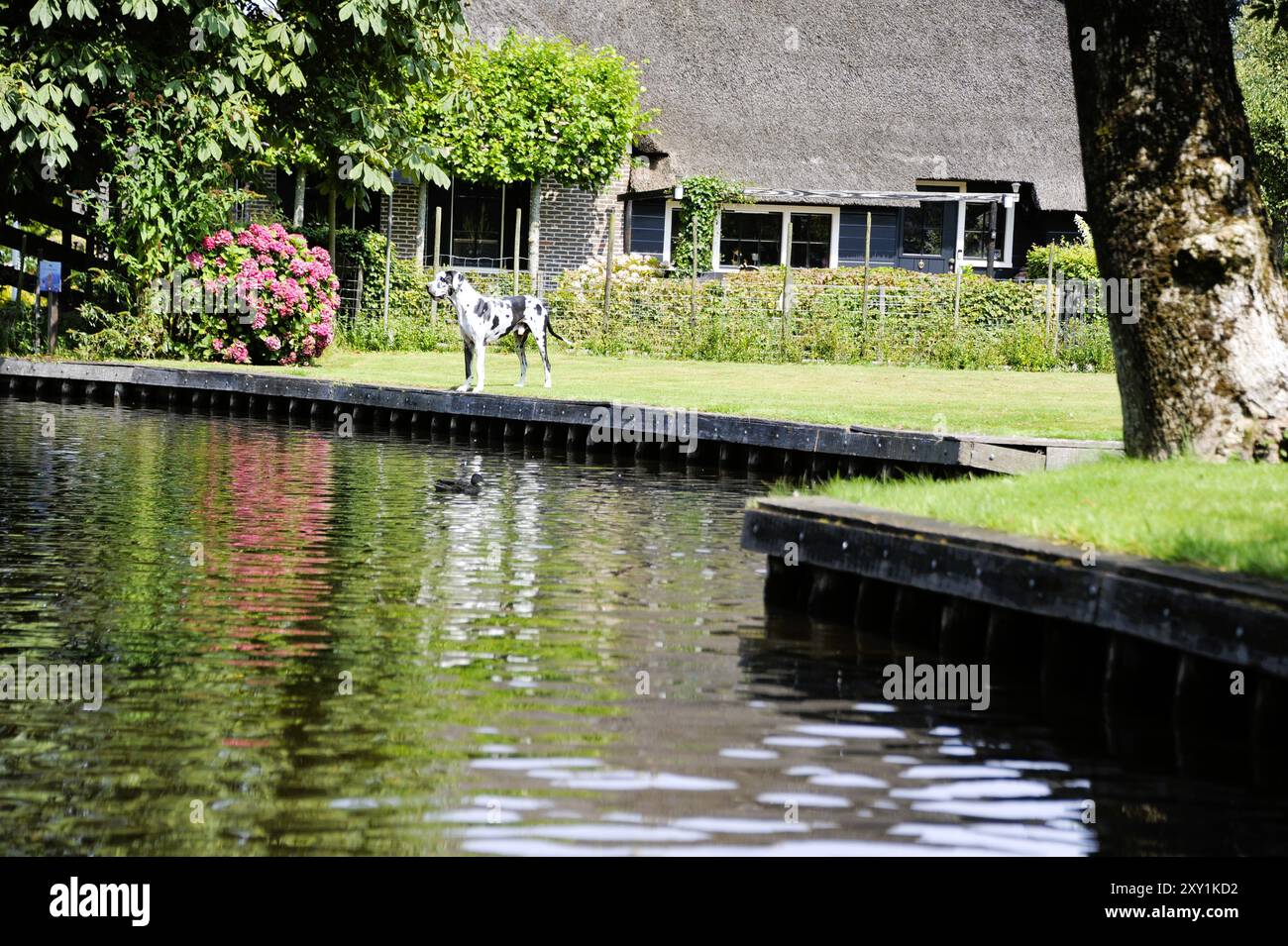 Ein Wachhund vermisst ein Grundstück in Giethoorn, Holland Stockfoto