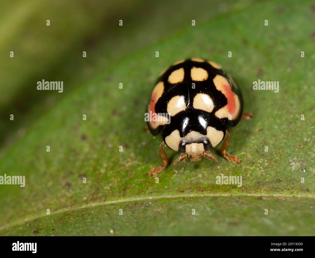 Marienkäfer (Coccinellidae sp) Mabira Forest, Uganda Stockfoto