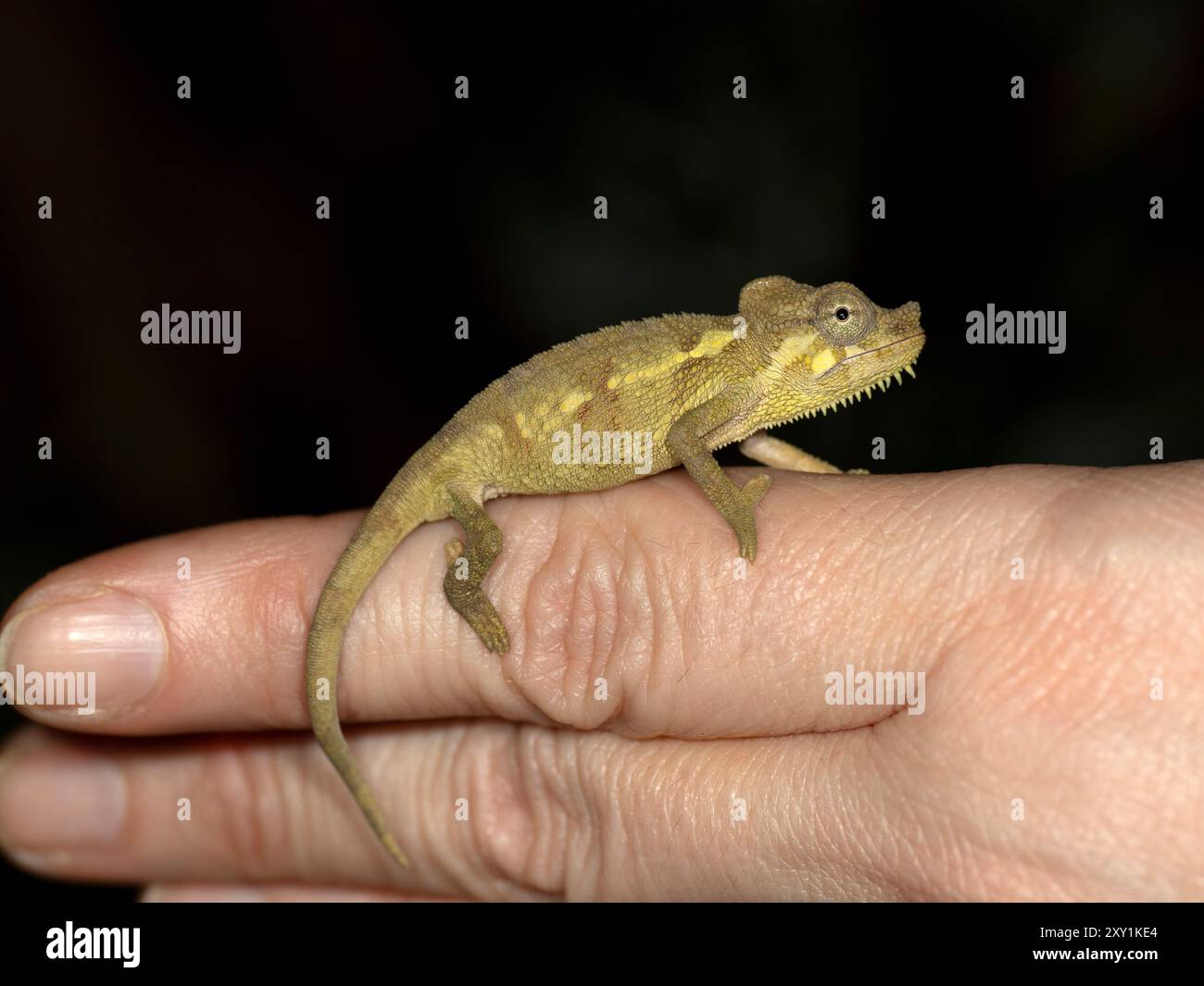 Von Hohnel's Chamäleon oder Helm Chamäleon (Trioceros hoehnelii) in der Nacht zur Hand, Mabira Forest, Uganda Stockfoto