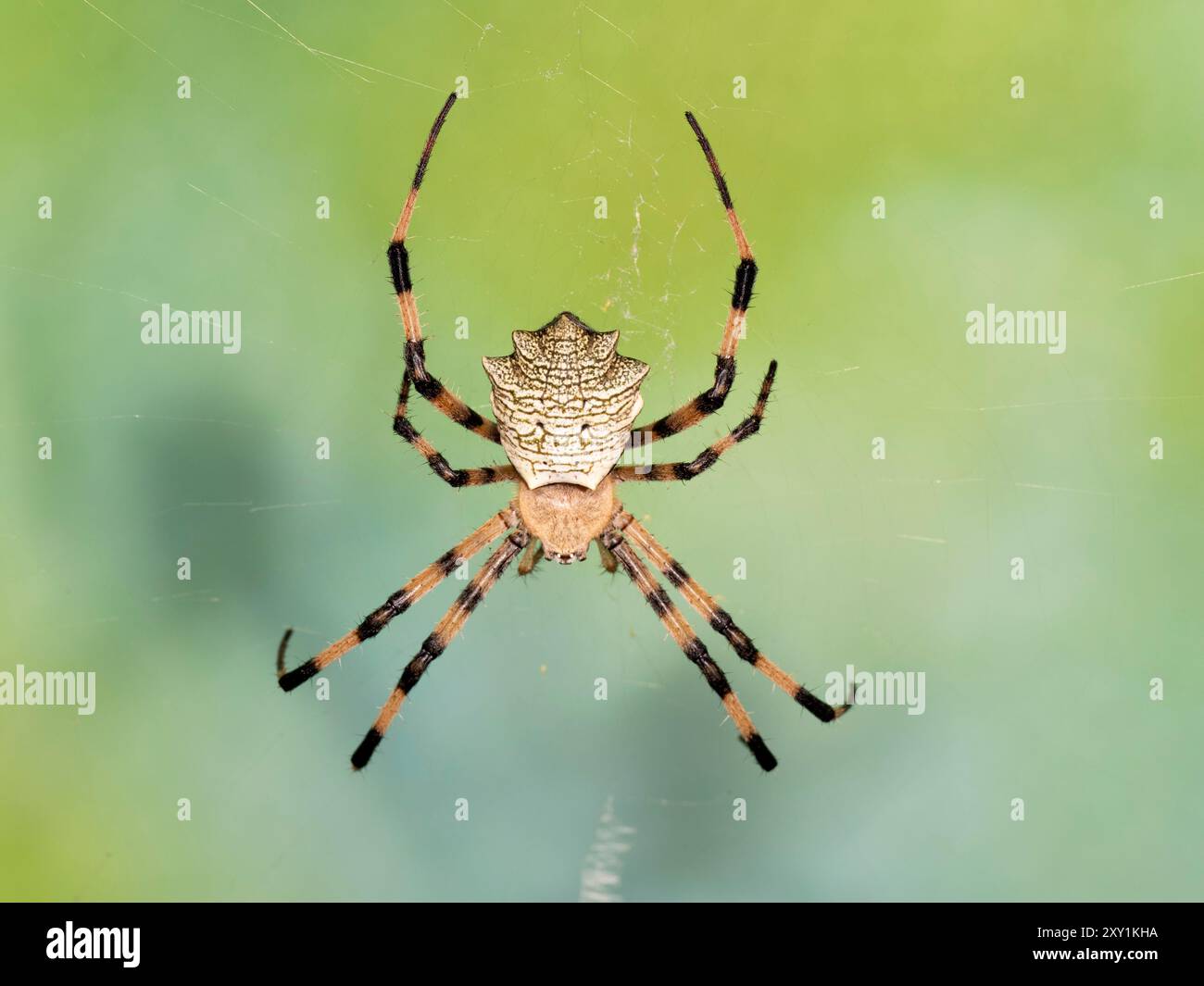 Gelappte Argiope Spider (Argiope lobata) im Web, Mabira Forest, Uganda Stockfoto