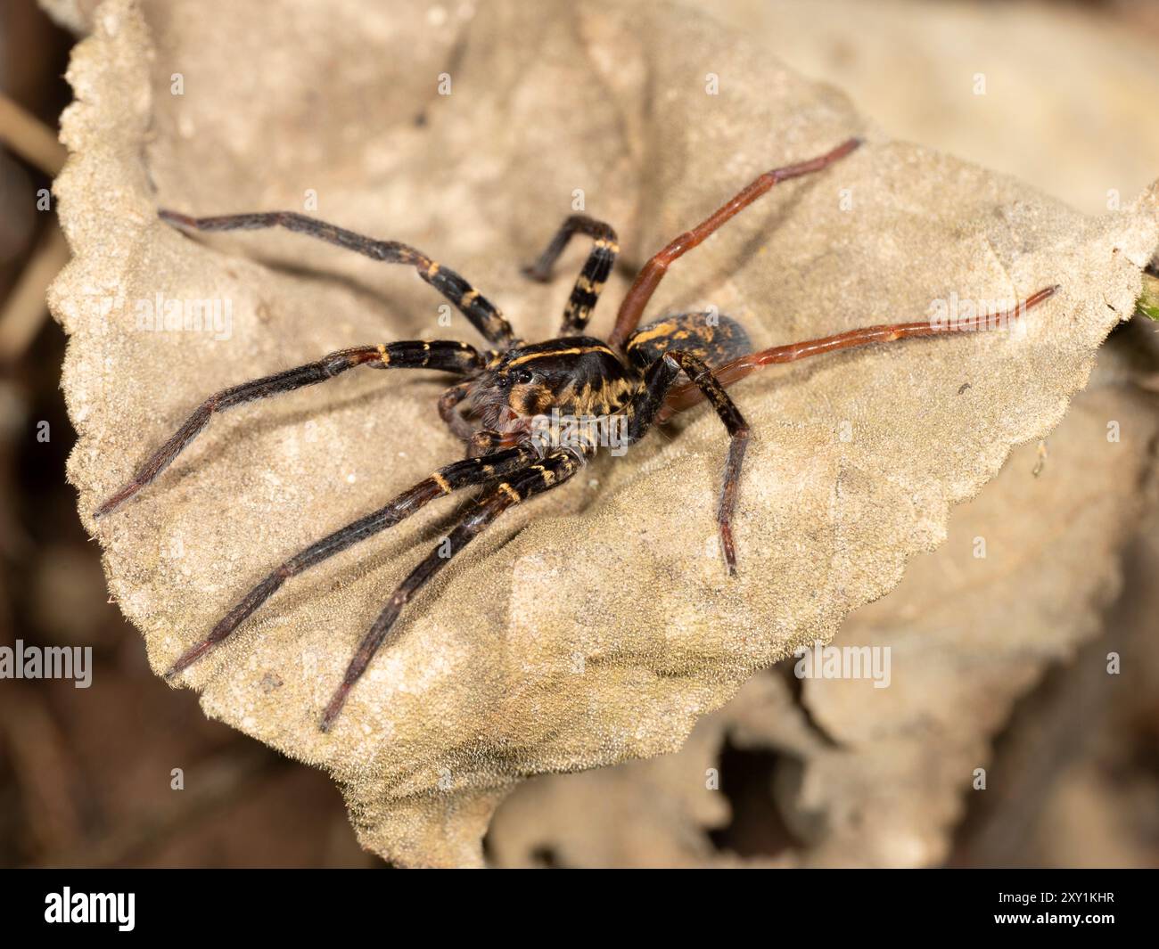 Wolfsspinne (Lycosidae sp) auf Blatt auf Waldboden bei Nacht, Mabira Forest, Uganda Stockfoto