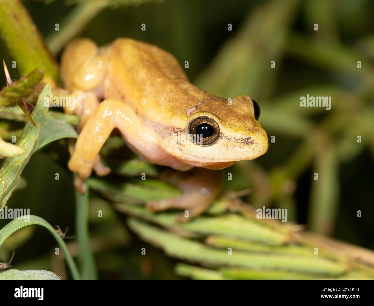 Gemalter Schilffrosch (Hyperolius marmoratus) bei Nacht, Mabira Forest, Uganda Stockfoto