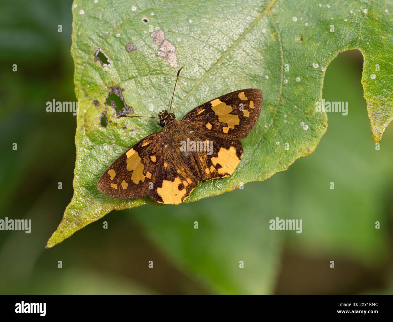 Die Flügel des gewöhnlichen Orange Sprite Butterfly (Calaenorrhinus galenus) sind auf dem Blatt geöffnet, Mabira Forest, Uganda Stockfoto