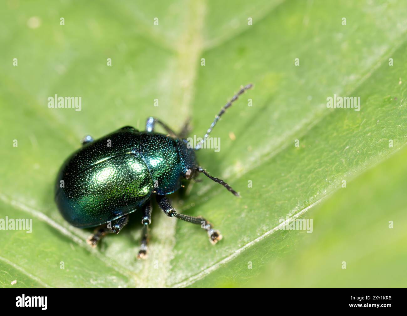 Minzblattkäfer (Chrysolina menthastri) auf Blatt, Mabira Forest, Uganda Stockfoto