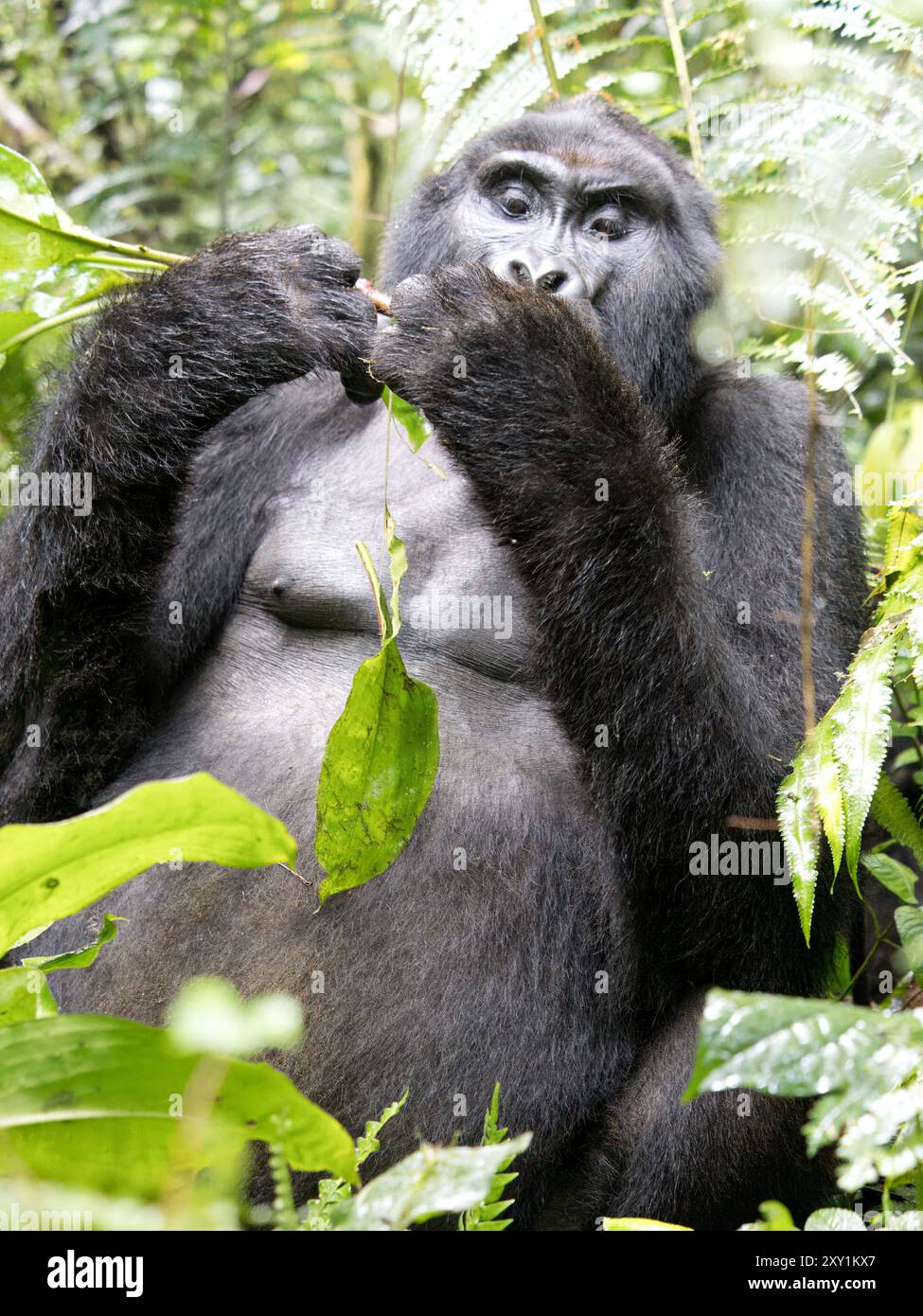 Mountain Gorilla (Gorilla beringei beringei) Katwe Gorilla Group, Bwindi Inpenetrable National Park, Uganda, männlicher Silberrücken (Mahaane) sitzt in Under Stockfoto