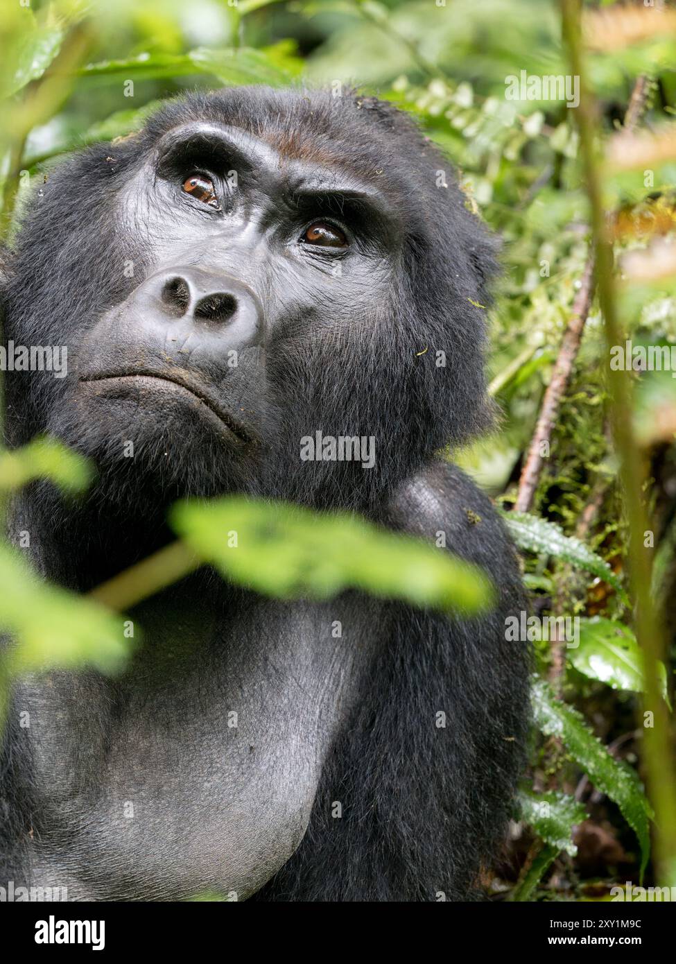 Mountain Gorilla (Gorilla beringei beringei) Katwe Gorilla Group, Bwindi Inpenetrable National Park, Uganda, männlicher Silberrücken (Mahaane) sitzt in Under Stockfoto