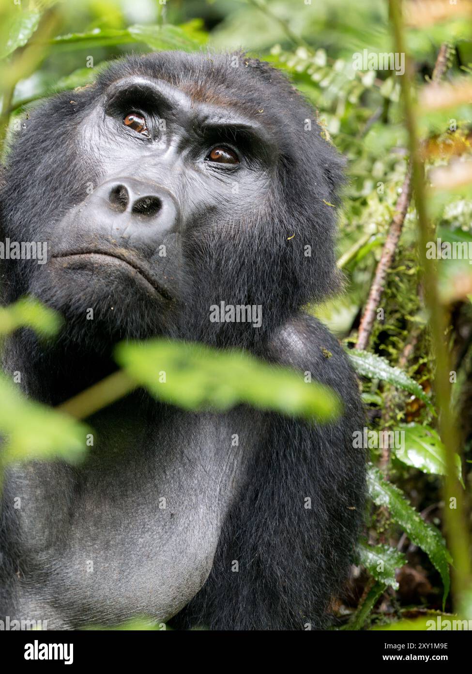 Mountain Gorilla (Gorilla beringei beringei) Katwe Gorilla Group, Bwindi Inpenetrable National Park, Uganda, männlicher Silberrücken (Mahaane) sitzt in Under Stockfoto