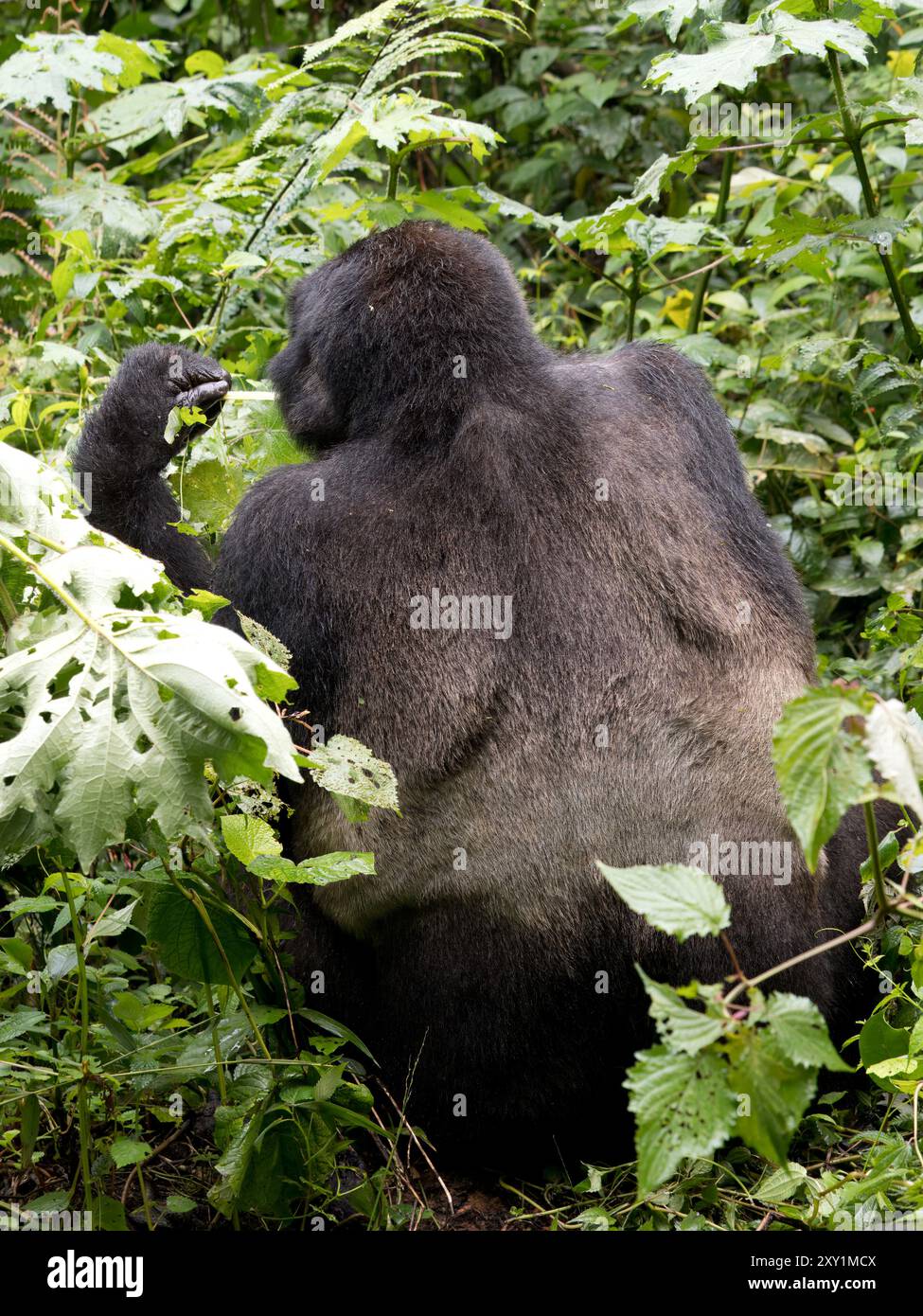 Mountain Gorilla (Gorilla beringei beringei) Katwe Gorilla Group, Bwindi Inpenetrable National Park, Uganda, Spaziergang durch den Wald, Stockfoto