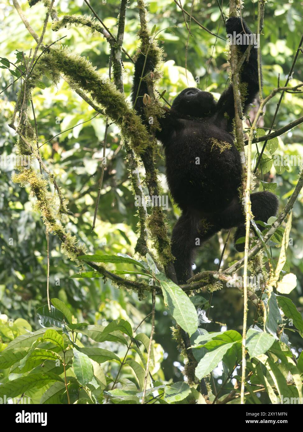 Mountain Gorilla (Gorilla beringei beringei) Katwe Gorilla Group, Bwindi Inpenetrable National Park, Uganda, Jungkinder klettern im Baum Stockfoto