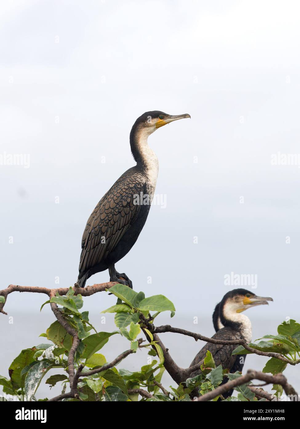 Weißbrust-Kormoran (Phalacrocorax lucidus) auf Ast, Insel Musambwa, Uganda Stockfoto