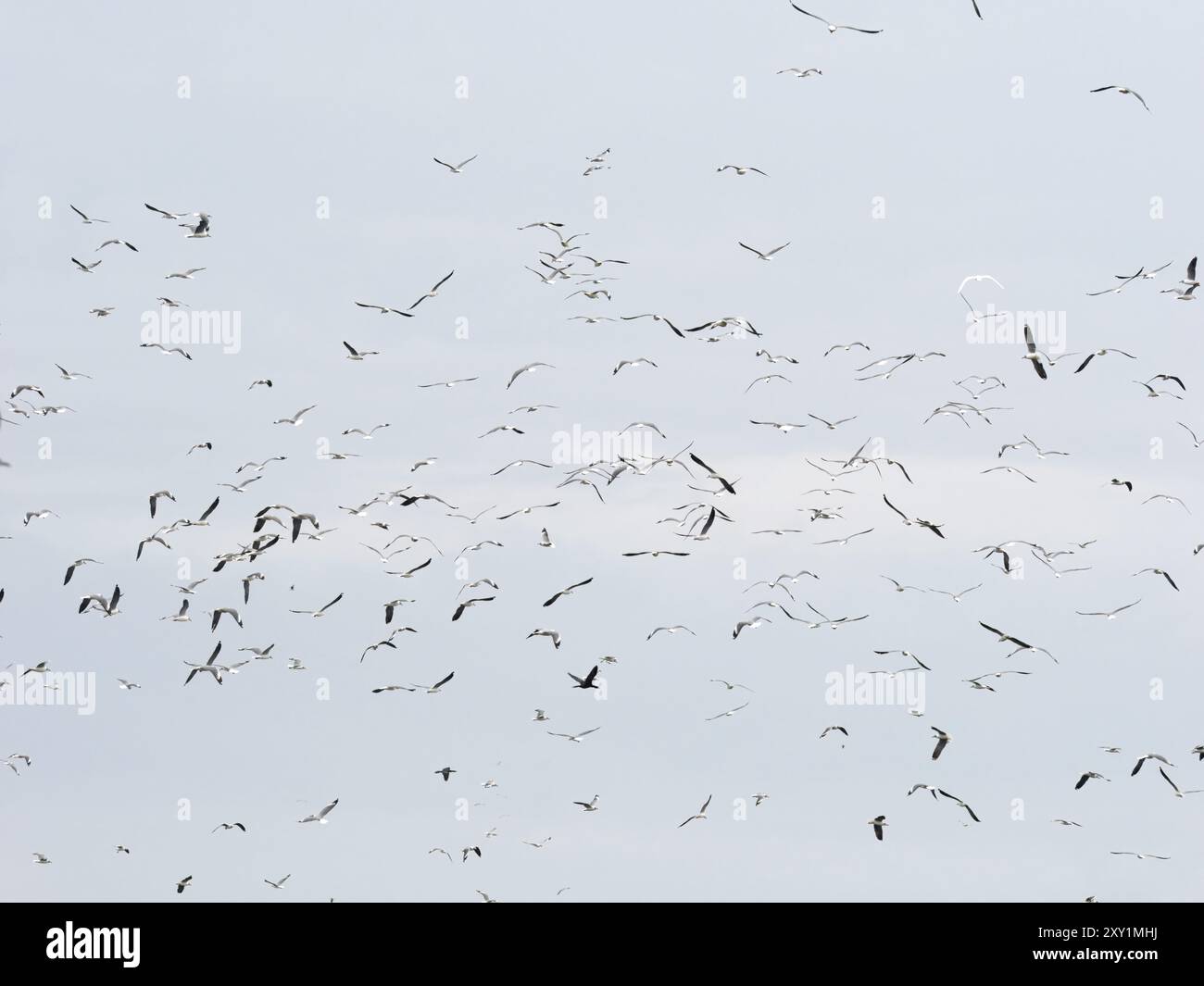 Graukopfmöwe (Chroicocephalus cirrocephalus, Insel Musambwa, Uganda, Herde im Flug Stockfoto