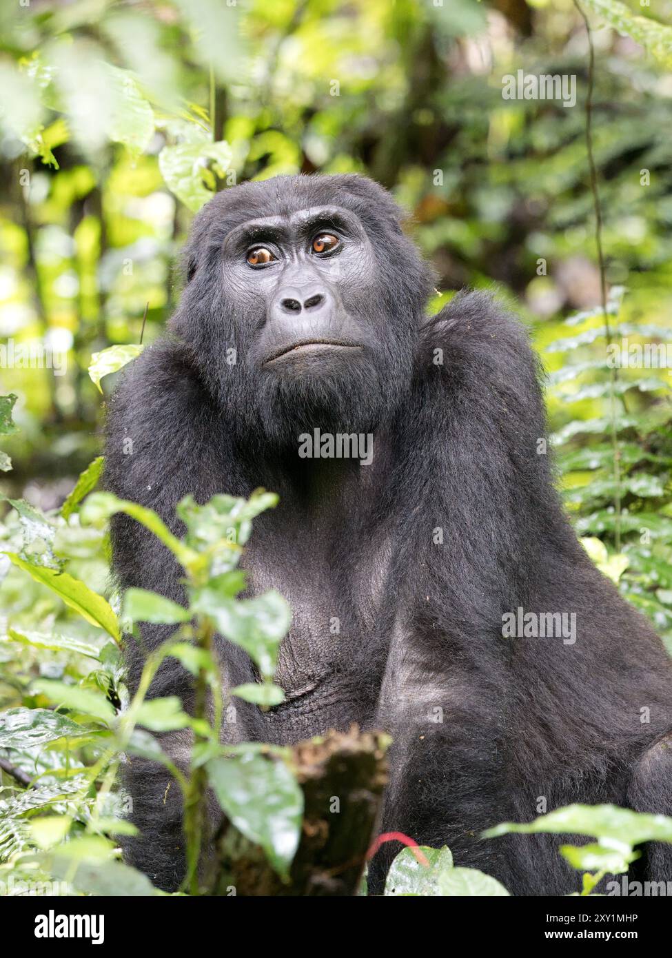 Mountain Gorilla (Gorilla beringei beringei) Katwe Gorilla Group, Bwindi Inpenetrable National Park, Uganda Stockfoto