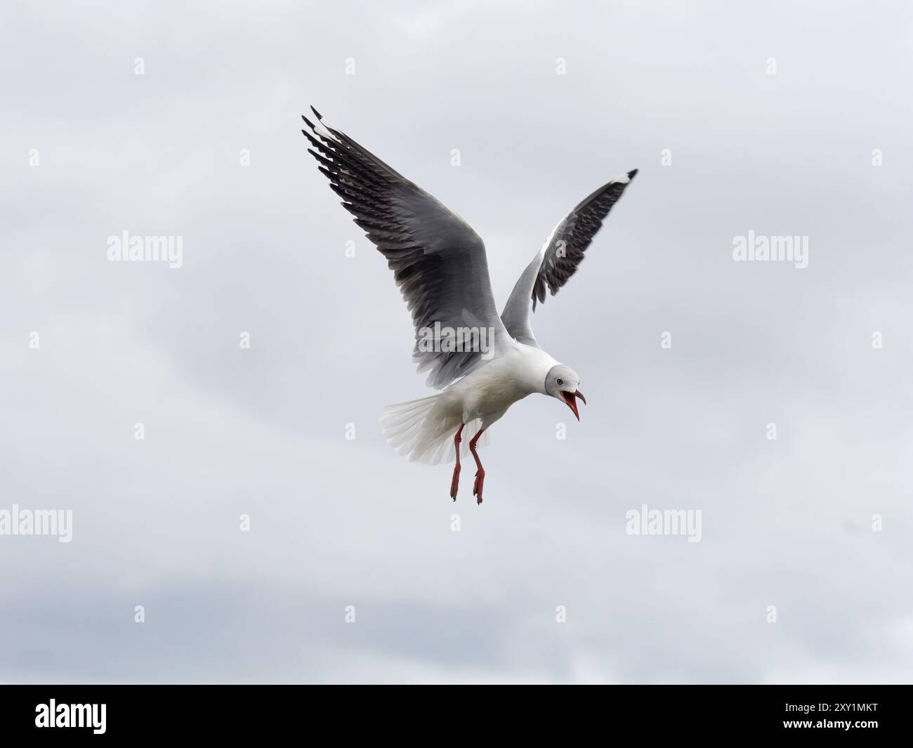 Graukopfmöwe (Chroicocephalus cirrocephalus, Insel Musambwa, Uganda, im Flug Stockfoto