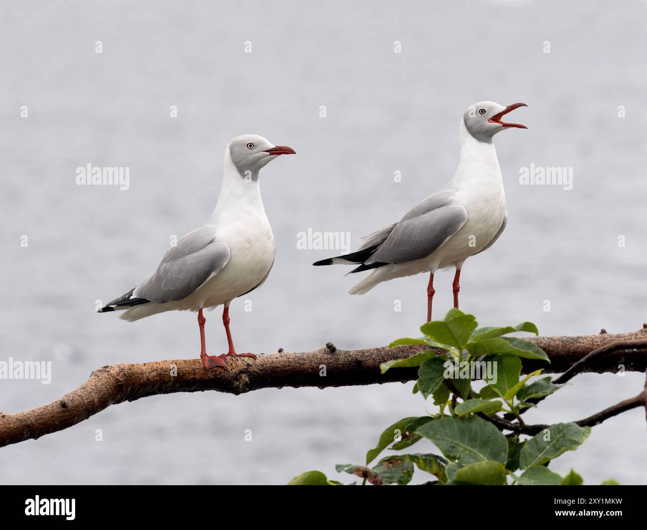 Graukopfmöwe (Chroicocephalus cirrocephalus, Insel Musambwa, Uganda, auf einem Ast thront Stockfoto
