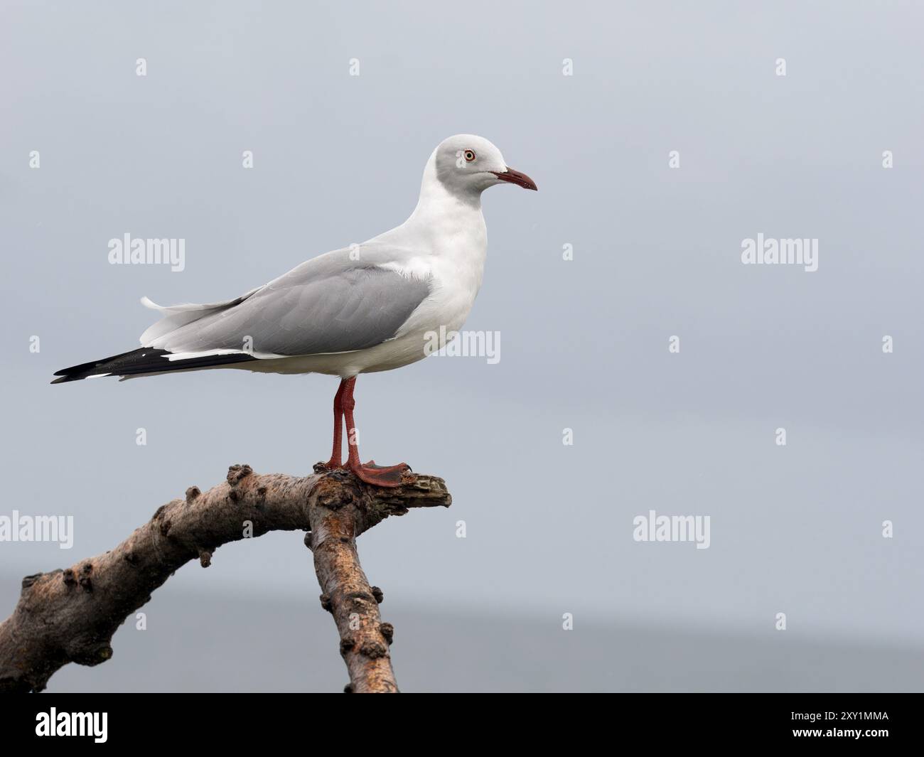 Graukopfmöwe (Chroicocephalus cirrocephalus, Insel Musambwa, Uganda, auf einem Ast thront Stockfoto