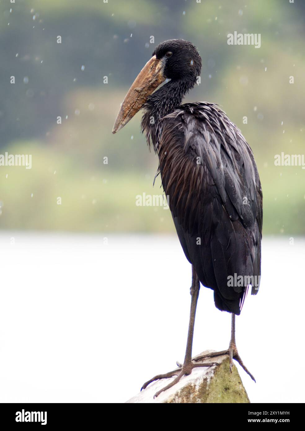 Afrikanischer Openbill (Anastomus lamelligerus) am Ufer, im Regen, Lake Victoria, Sienna Beach Hotel, Entebbe, Uganda Stockfoto