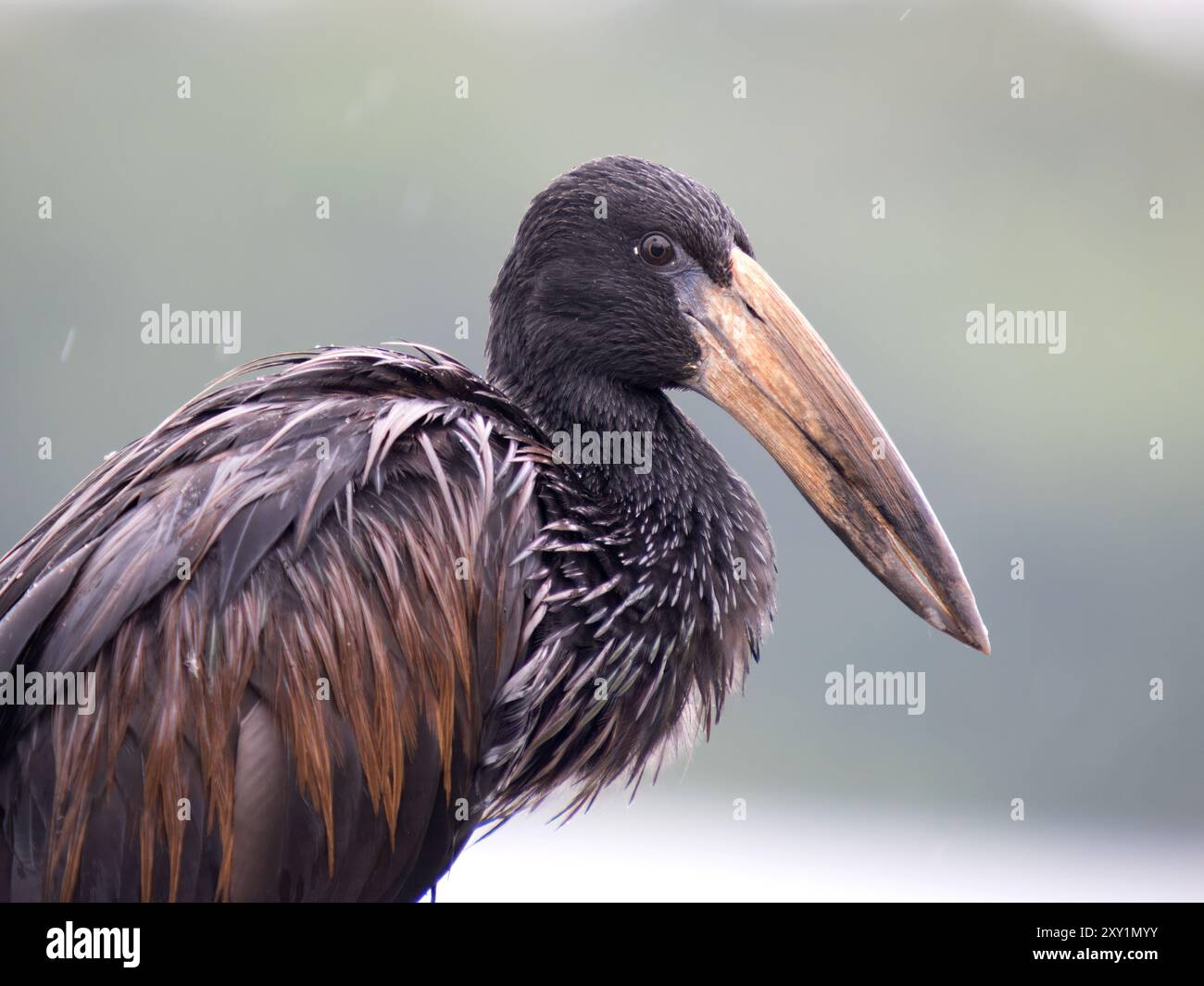 Afrikanischer Openbill (Anastomus lamelligerus) am Ufer, im Regen, Lake Victoria, Sienna Beach Hotel, Entebbe, Uganda Stockfoto