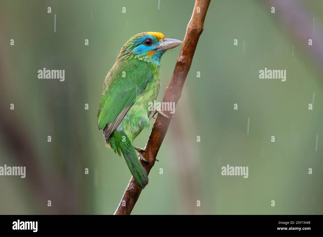 Barbet mit Gelbfront, Sinharaja Forest Reserve, Sri Lanka, Februar 2019 Stockfoto