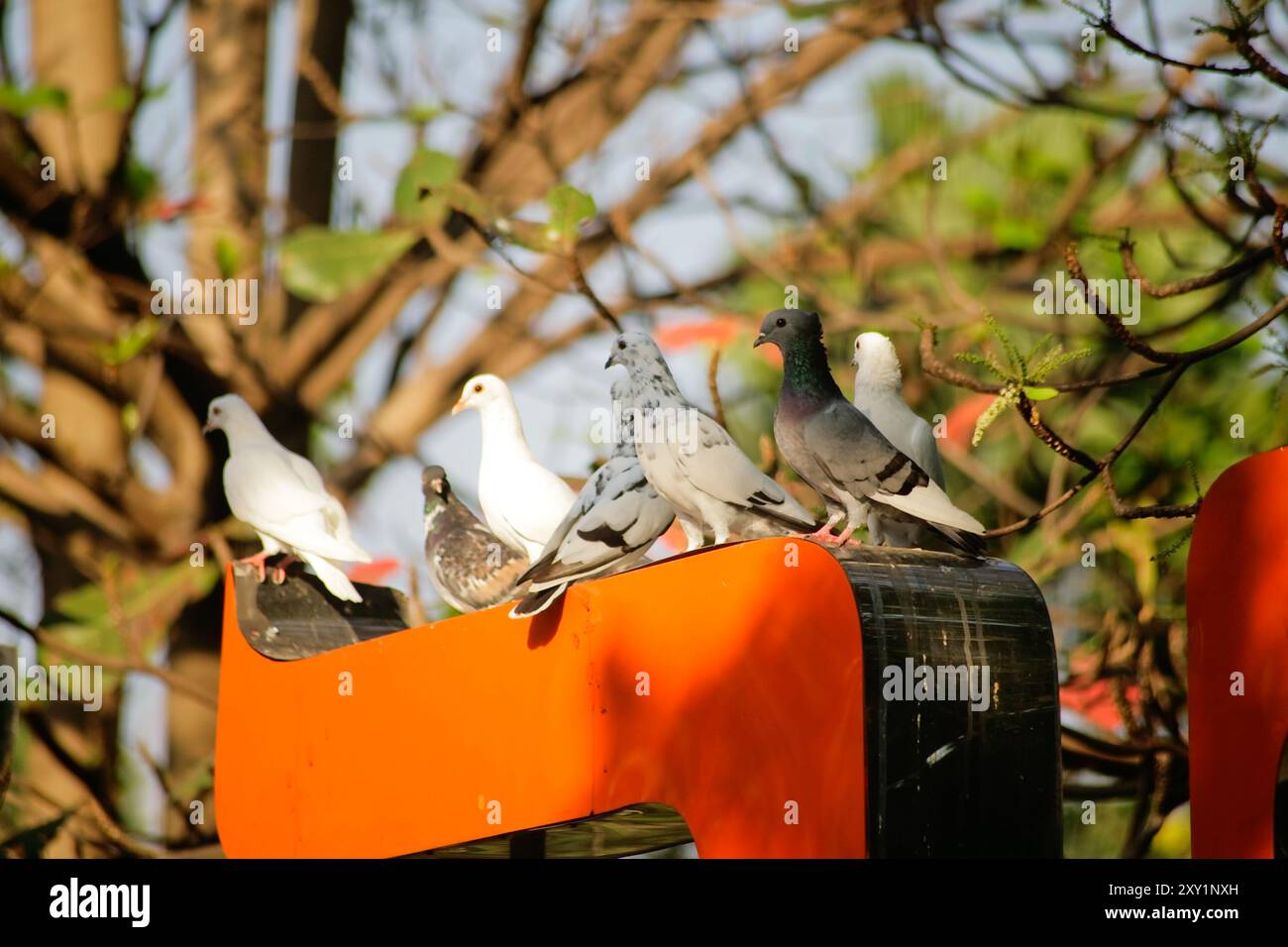 Eine Gruppe von Tauben, die an sonnigem Tag schlafen Stockfoto