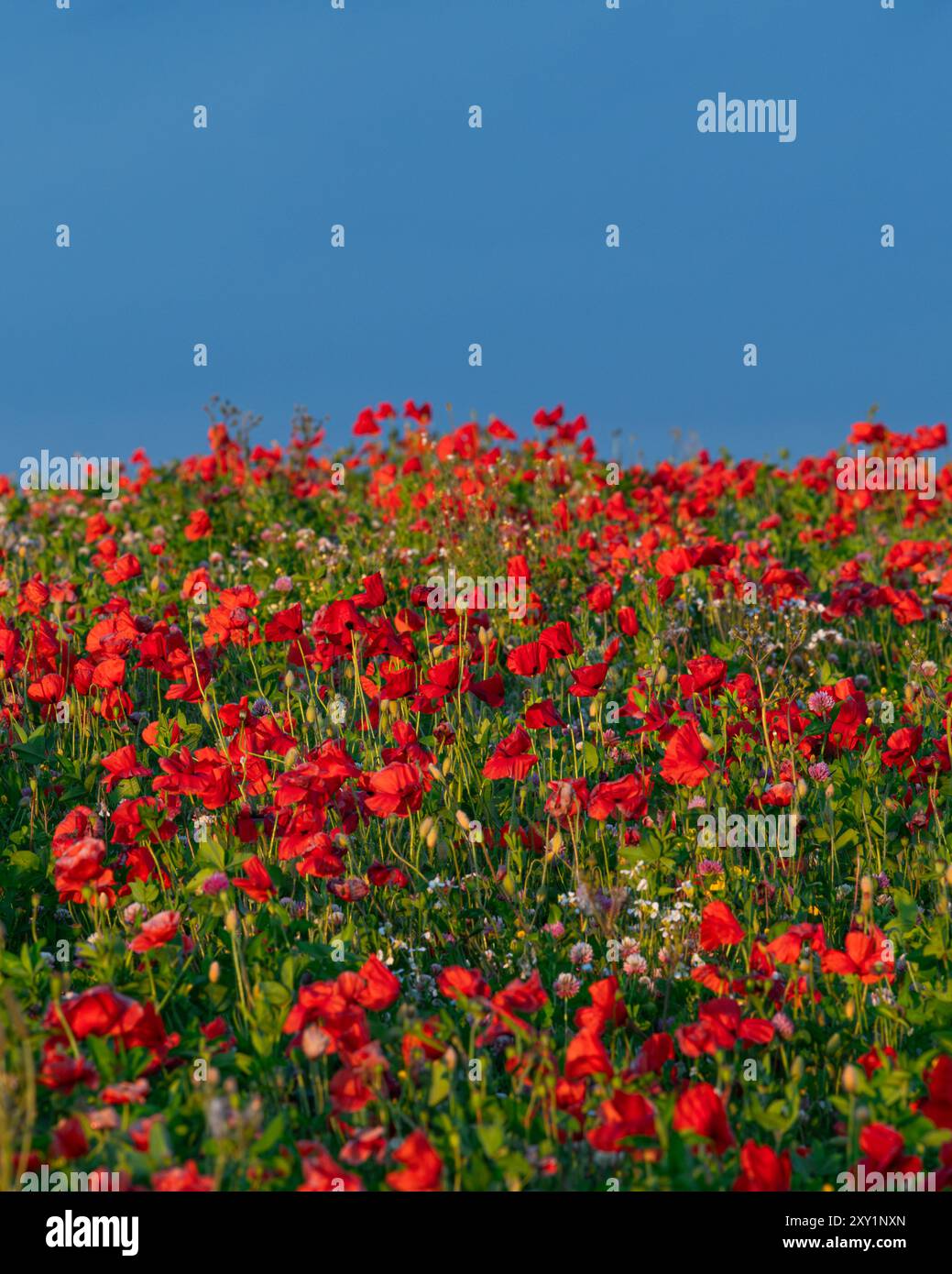 Leuchtend rote Mohnblumen vor einem leuchtend blauen Himmel Stockfoto