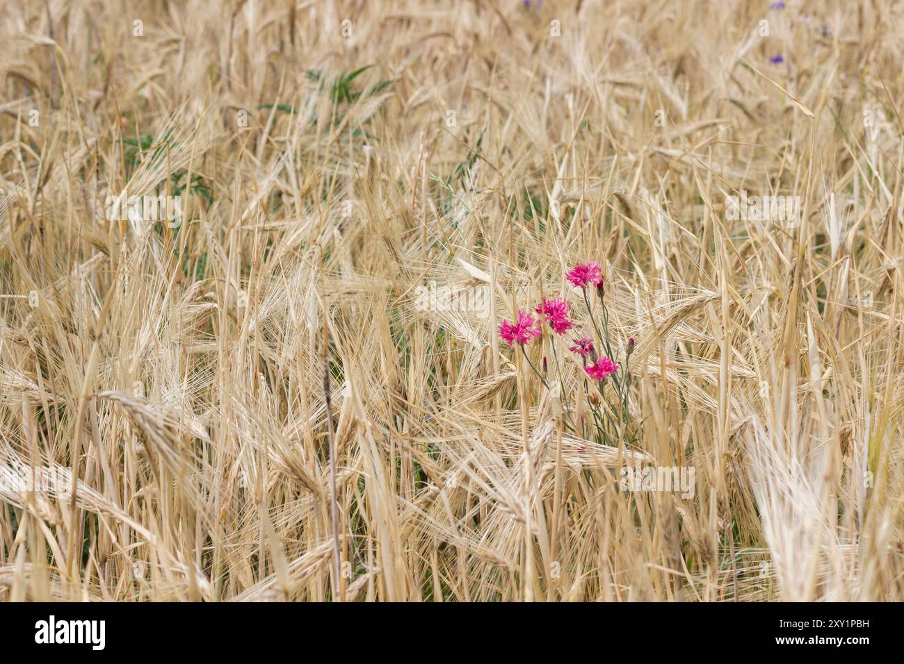 Maisblumen-Unkraut auf einem Feld mit Roggen. Urbane Szene. Stockfoto