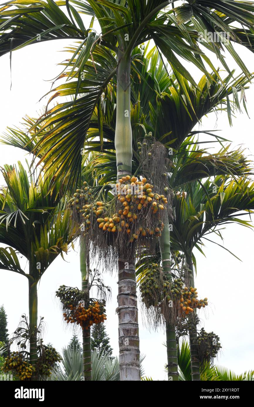 Betel (Areca catechu) ist eine in Südostasien heimische Palme. Seine Früchte werden als Stimulans (Areca-Nüsse) verwendet. Stockfoto