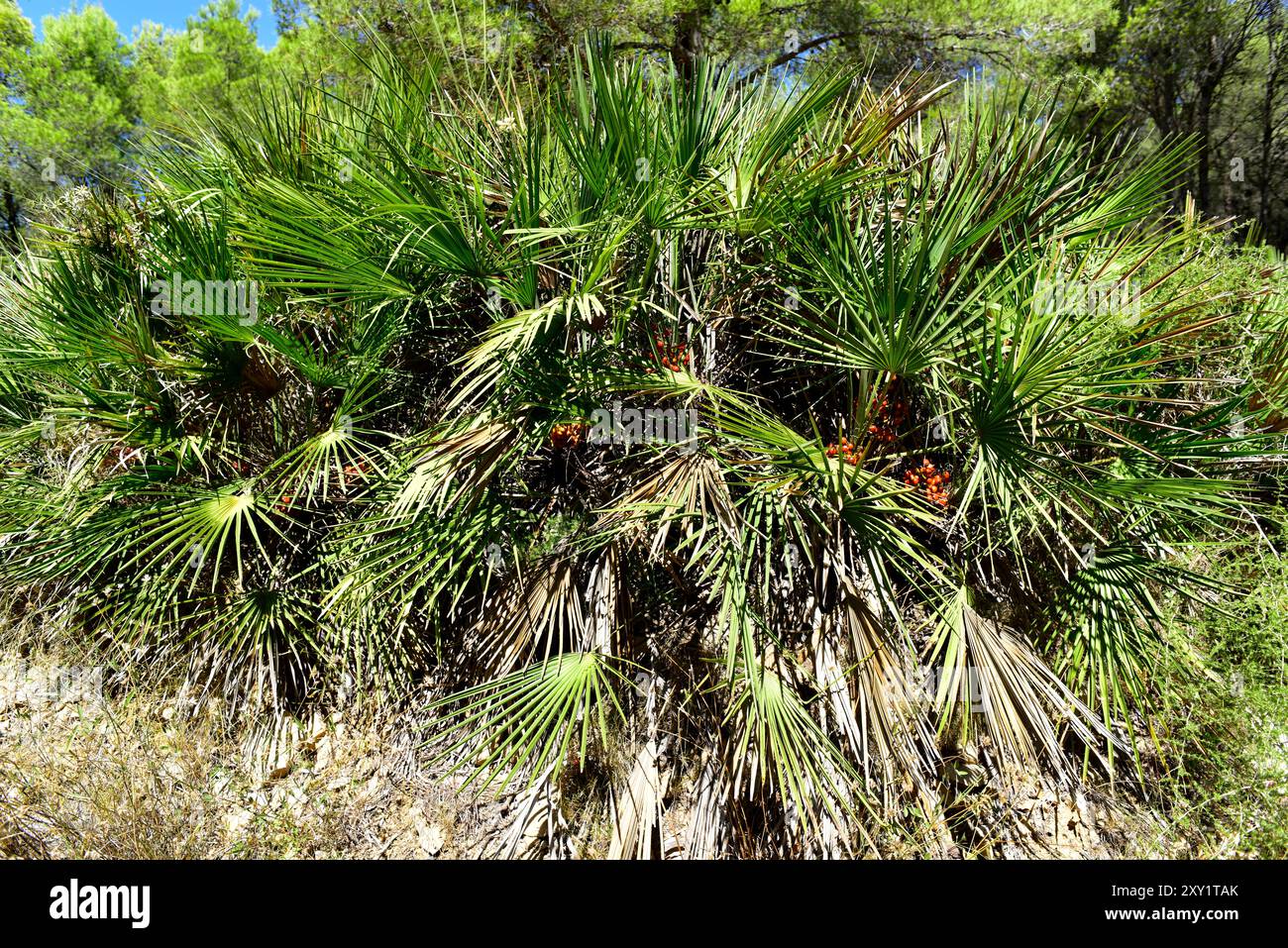 Europäische Fächerpalme oder mediterrane Zwergpalme (Chamaerops humilis) ist die einzige Palmenart, die in Kontinentaleuropa beheimatet ist. Dieses Foto wurde aufgenommen Stockfoto