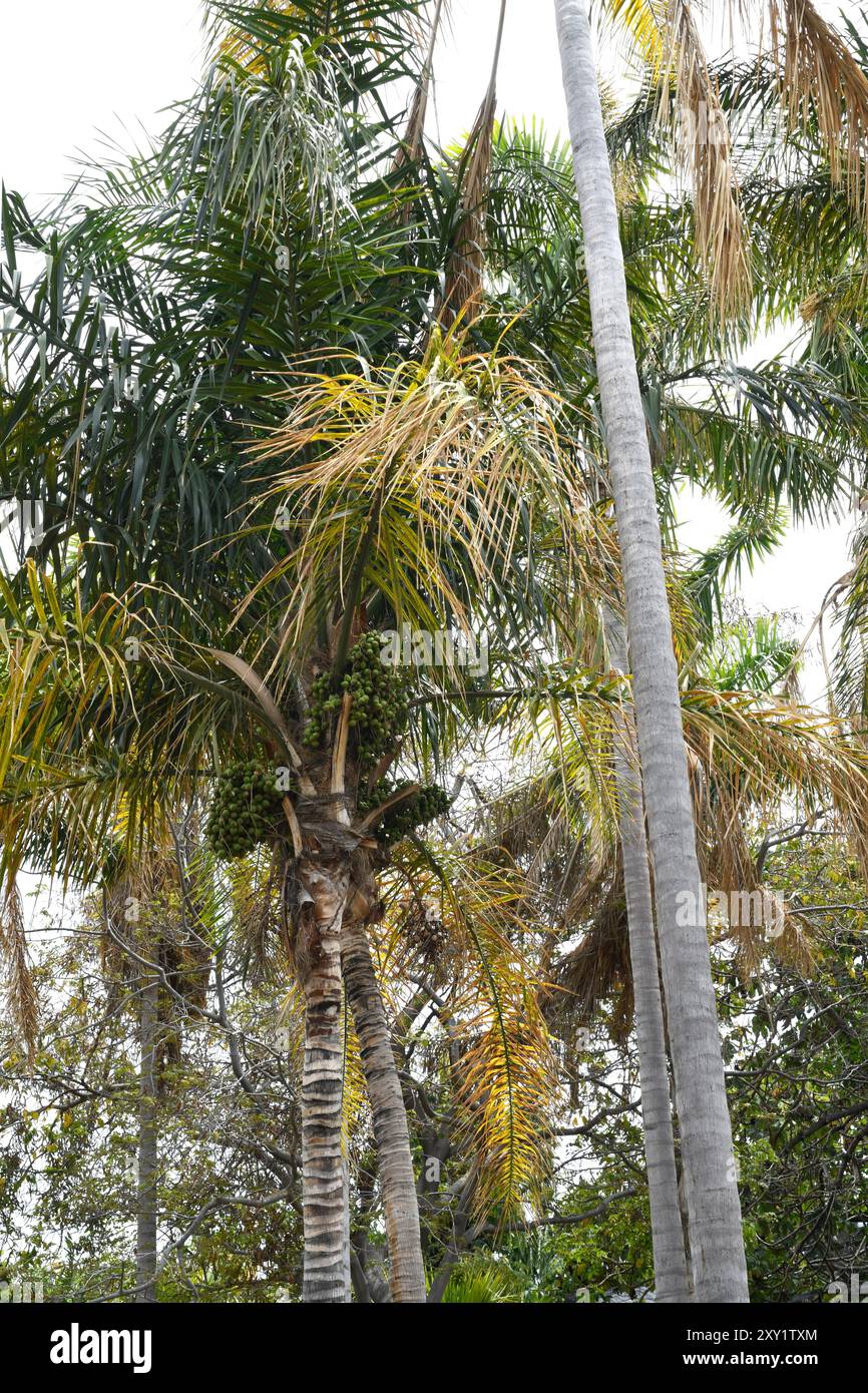 Coquito Palm (Syagrus orinocensis) ist eine Palme, die im Flussbecken des Orinoco beheimatet ist. Stockfoto
