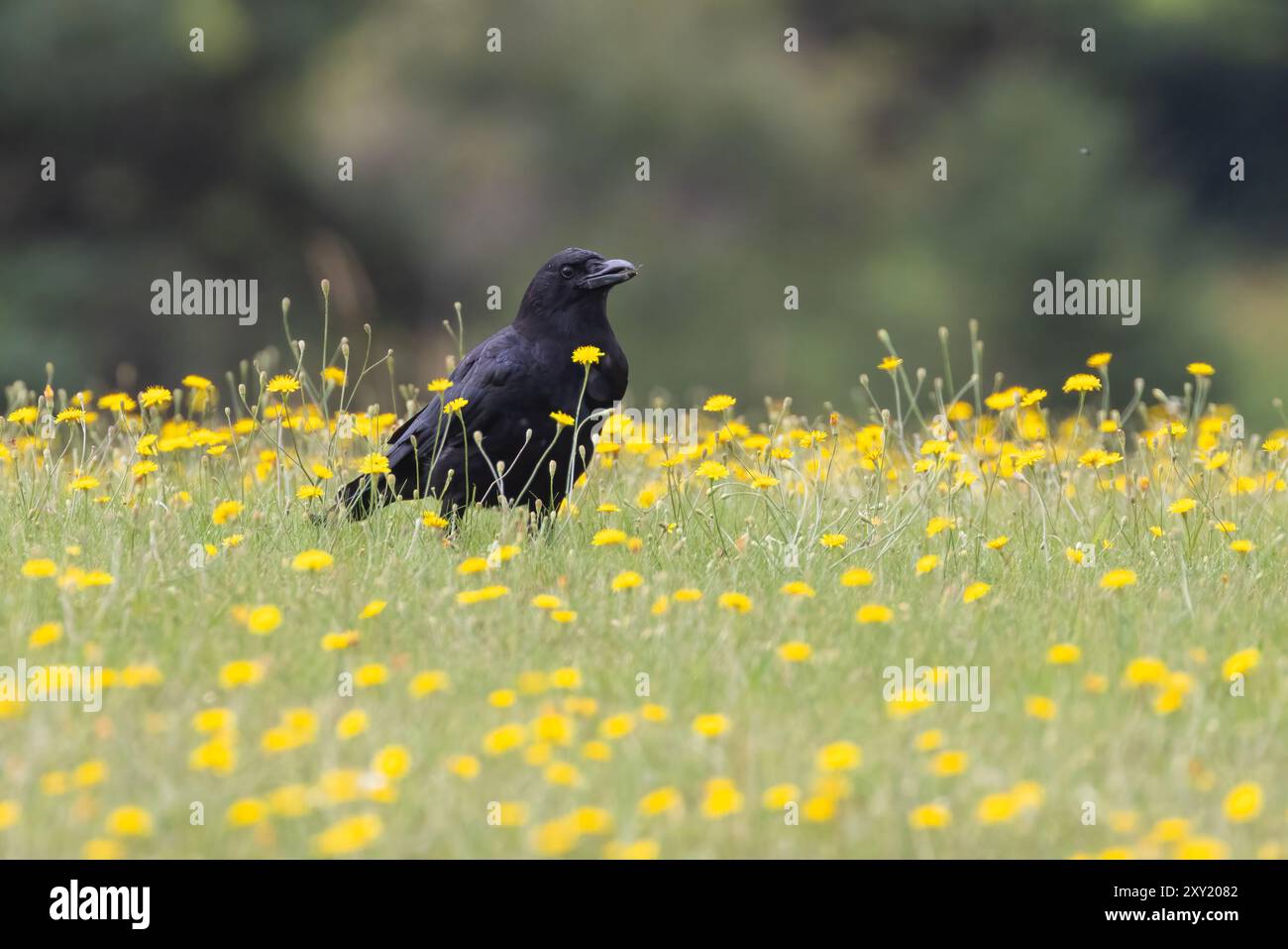 Amerikanische Krähe (Corvus brachyrhynchos) auf einer Wiese voller gelber Blüten Stockfoto