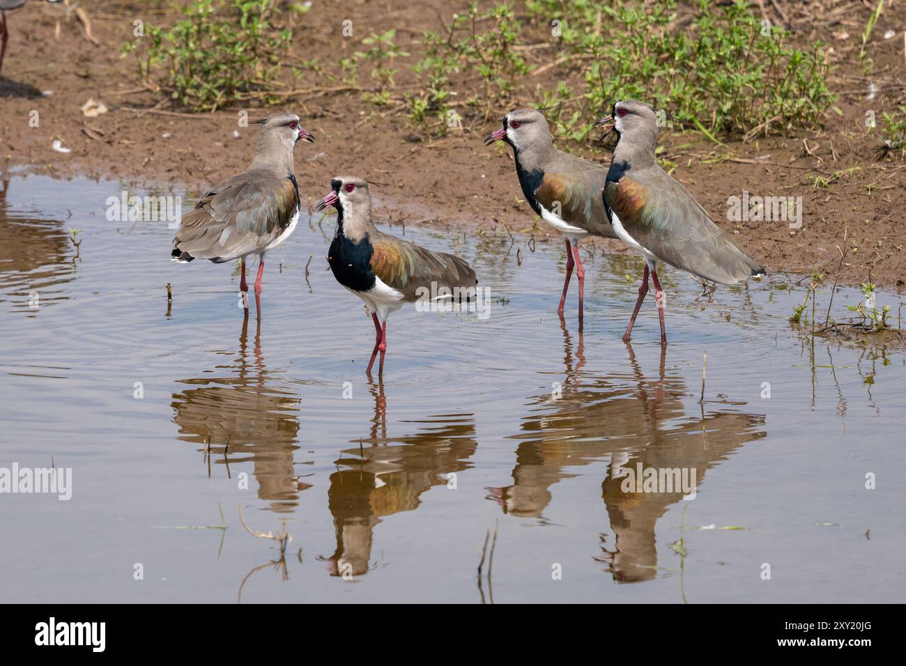 Südlicher Lapwings, Vanellus chilensis, in einem Teich am Straßenrand bei Tartagal, Argentinien. Stockfoto