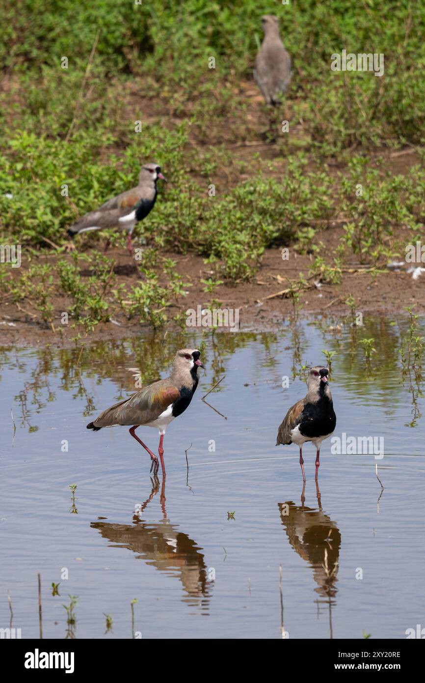 Südlicher Lapwings, Vanellus chilensis, in einem Teich am Straßenrand bei Tartagal, Argentinien. Stockfoto