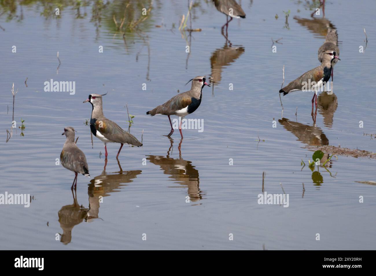 Südlicher Lapwings, Vanellus chilensis, in einem Teich am Straßenrand bei Tartagal, Argentinien. Stockfoto