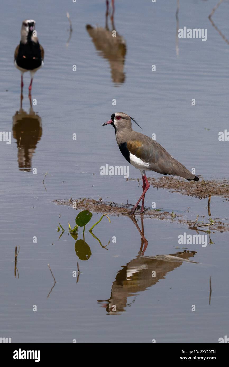 Südlicher Lapwings, Vanellus chilensis, in einem Teich am Straßenrand bei Tartagal, Argentinien. Stockfoto