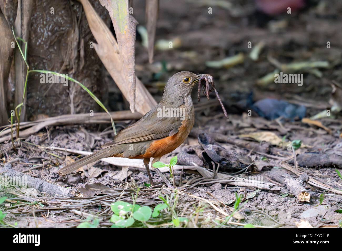 Turdus rufiventris mit einem Schnäbel voller Regenwürmer in Tatragal, Argentinien. Stockfoto