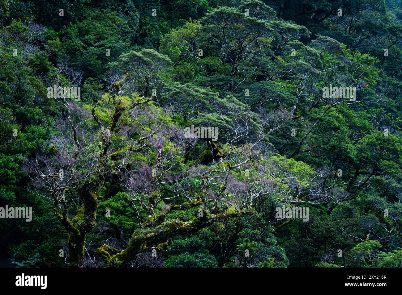 Üppig grüner Wald mit Baumwuchs im tropischen Regenwald Stockfoto