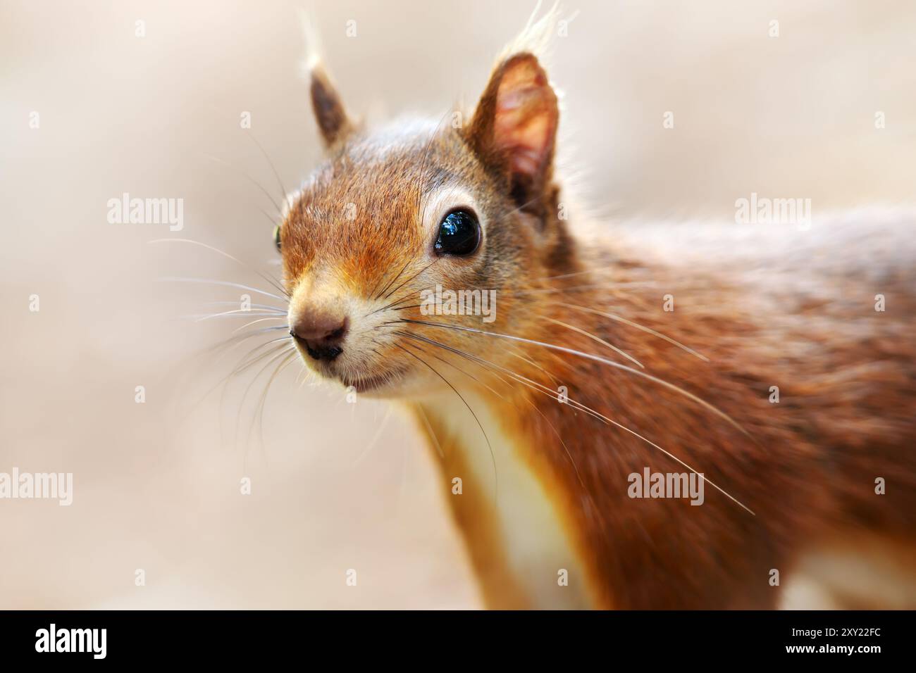 Nahaufnahme eines neugierigen roten Eichhörnchens Stockfoto