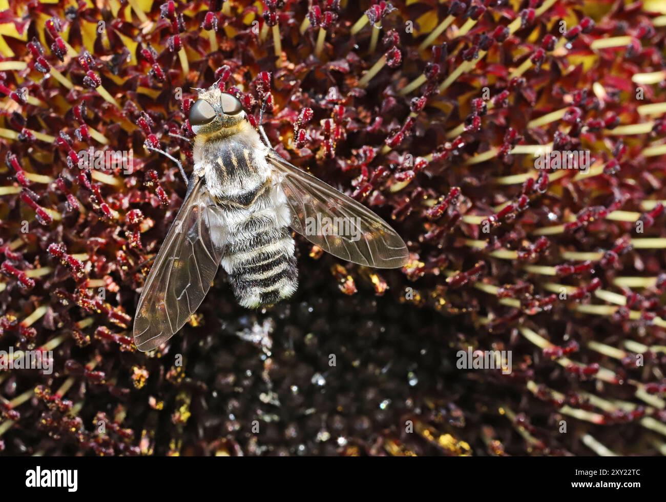 Detail einer Bienenfliege, Familie Bombyliidae, auf einer Sonnenblumenblüte in einem Bio-Garten in Zentral-Oregon. Stockfoto