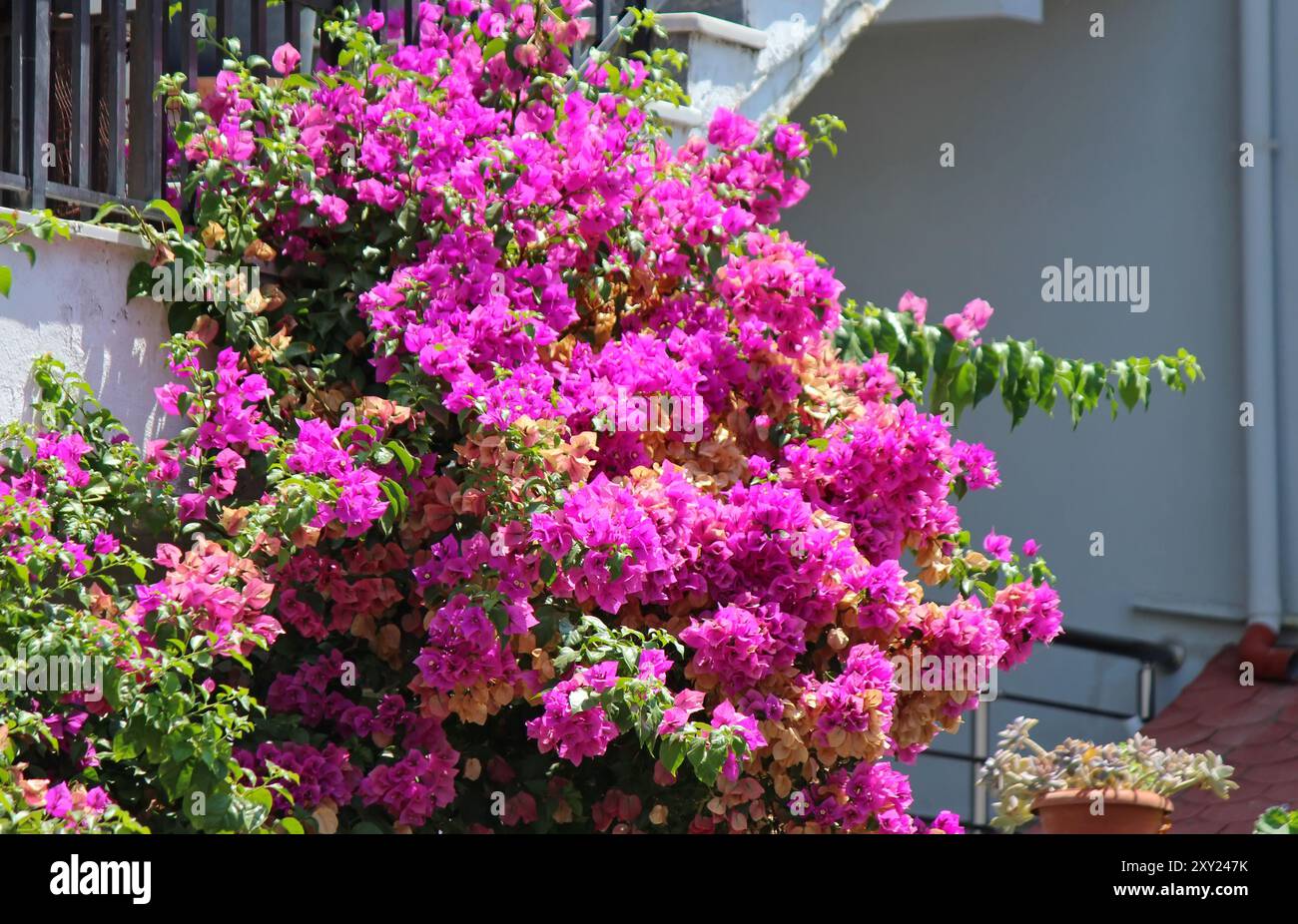 Wunderschöne Bougainvillea-Pflanze im Garten Stockfoto