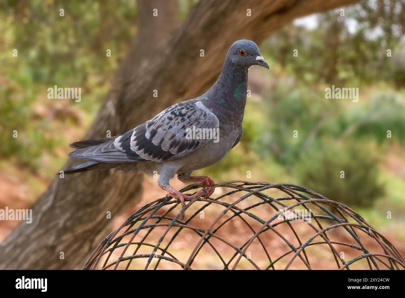 Wilde Taube, die auf einem alten Kuppelgitter auf Fuerteventura sitzt Stockfoto