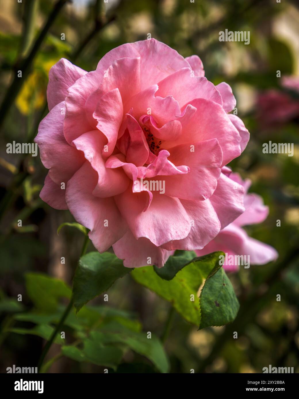 Schöne rosa Rose im Garten Stockfoto